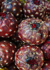 Pitayas mexicanas del cactus puestas en una canasta