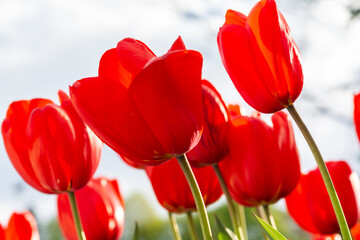 tulips in all their splendor at the beginning of the north american spring in canada