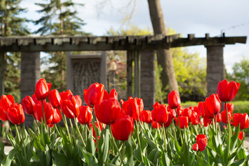 tulips in all their splendor at the beginning of the north american spring in canada