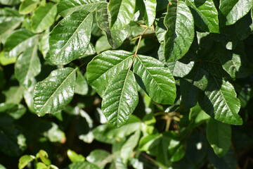 Poison Oak Leaves Close Up 