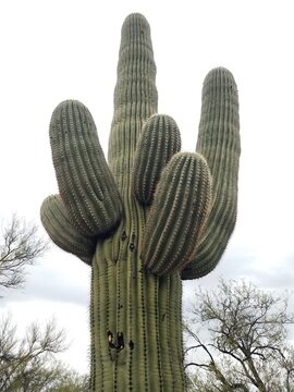 Saguro cactus  Saguro National Park Arizona
