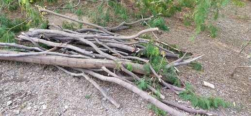 the roots of a tree