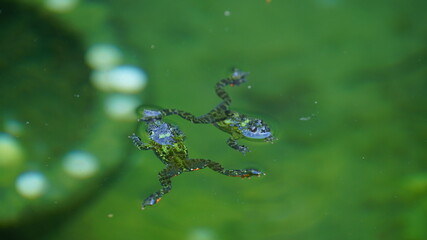 물 속에서 헤엄치는 개구리