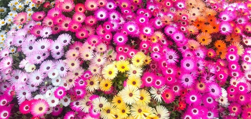 colorful flowers