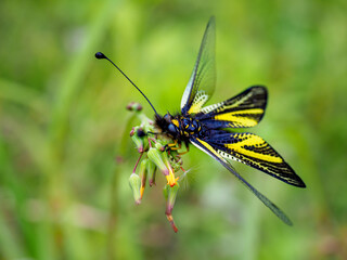 キバネツノトンボ