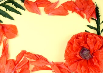 Red poppy flower over yellow background paper, close up studio shot.