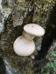 Massive mushroom on tree