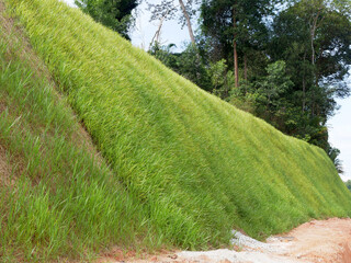 Permanent slope protection with the natural grass using the hydroseed method. The grass used to...