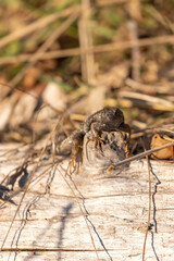 northern aligator lizard on a log with dead grasses
