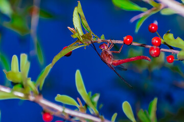 Libélula colgada de un cerco. Canelones, Uruguay