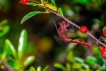 Obraz premium Libélula colgada de un cerco. Canelones, Uruguay