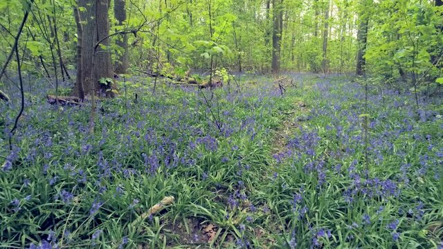 Bluebell Wood Sonian Forest - Brussels, Belgium
