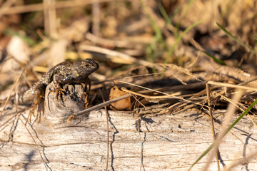 northern aligator lizard on a log with dead grasses