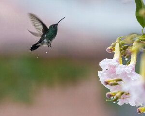 hummingbird and flower