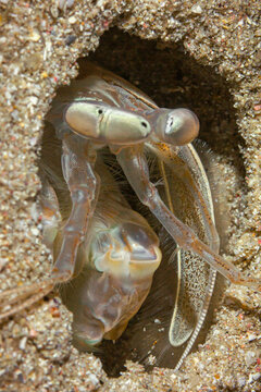 Boxer shrimp