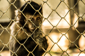 close up of a monkey