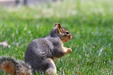 squirrel standing in the grass