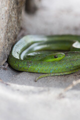 close up of a green snake
