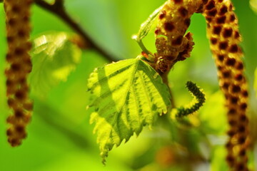 Beautiful macro spring natural wallpaper. Young leaf of birch close up in bright sunlight on blurred catkins and green background with bokeh effect. Selective focus