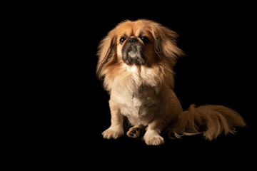 Pekingese dog on black background in studio