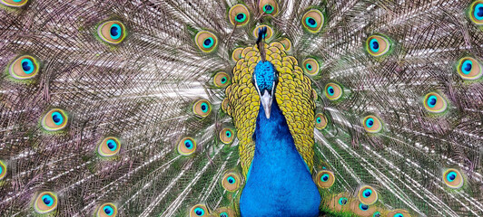 Obraz premium close up of peacock feather