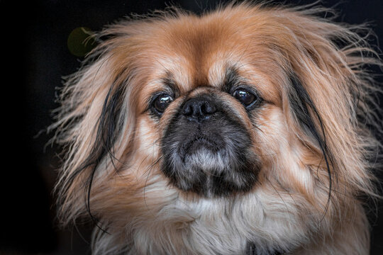 Close up photo of pekingese dog on black background