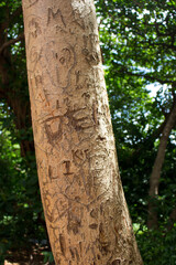 Fototapeta premium trunk of a tree