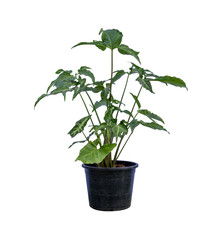 Syngonium podophyllum,ARACEAE,Tricolor Nephthytis in pots on white background.