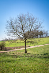 Obraz premium Nice blue sky over tree in the meadow 
