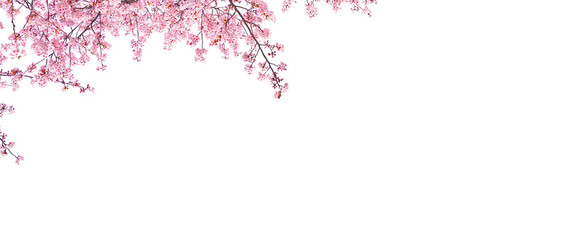 Beautiful sakura blooming in spring season isolated on white background with blank copy space.