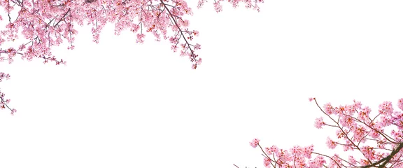 Fotobehang Pink cherry blossom (sakura) in spring season isolated on white background with blank copy space. © Pond Thananat