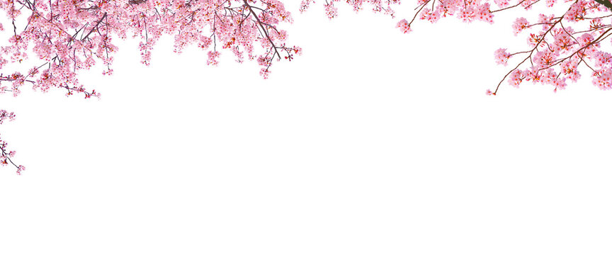 Cherry blossom in spring season isolated on white background with blank copy space.