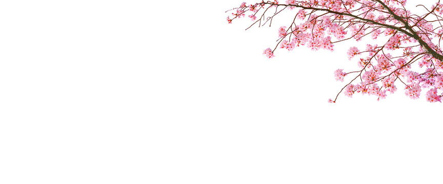 Cherry blossom (sakura) in spring season isolated on white background with blank copy space.