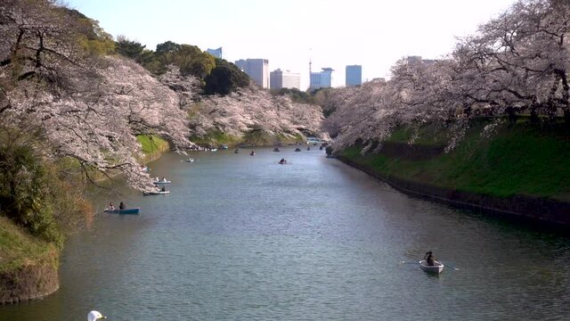 People in row boats enjoying calm afternoon on river with Sakura trees in Japan