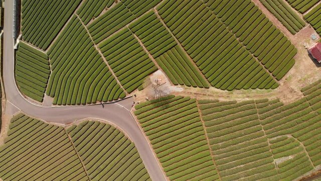 Slow aerial rotating lowering shot over green tea fields in Japan