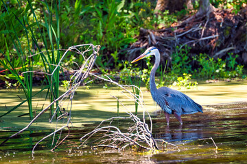 A blue heron wading in a swamp with duckweed covering the water.