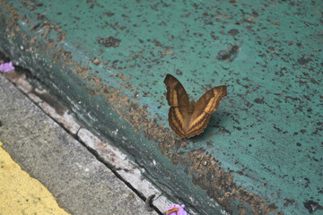 Butterfly on the street