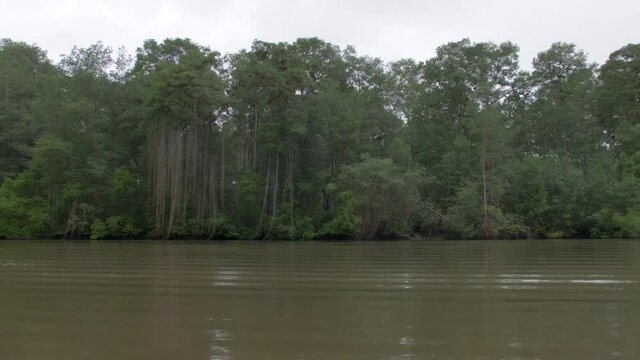 Colombian Pacific mangroves - Tumaco Colombia