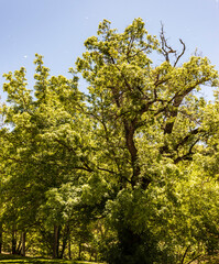 Gnarly Trees