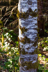 green moss growing on the trunk of a white tree