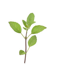 Fototapeta premium Basil isloate on white background