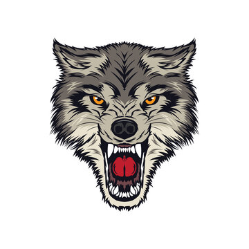Angry Wolf Face vector illustration, perfect for t shirt design and logo