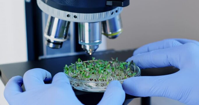 Scientist in latex gloves puts Petri dish with sprouted plants under microscope in researching laboratory closeup slow motion