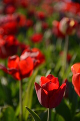 Field of red tulips in spring