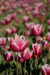 Fototapeta premium White pink tulips on the field