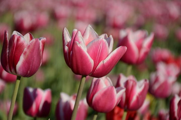 White pink tulips close up on blurred background