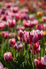 Stripe of white and pink tulips on the field