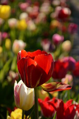 Red-yellow tulip on a background of a field of colorful tulips