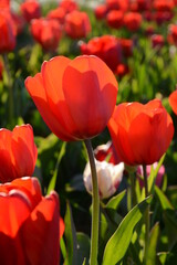 Field of beautiful red tulips in spring