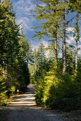 Fototapeta premium tall forest with trail and bright dappled light